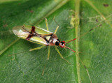 Hyaliodes harti