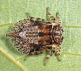 Microcentrus caryae