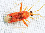 Phytocoris puella