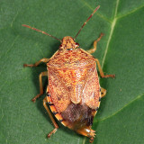 Podisus placidus