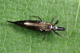 Elaphrothrips tuberculatus