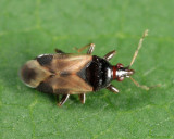 Calliodis temnostethoides