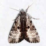  8849  Andromeda Underwing Moth  Catocala andromedae