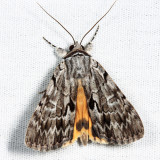 8846 - Sordid Underwing - Catocala sordida