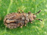 Pine Flat Bug - Aradus kormilevi