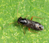 Pilophorus gracilis