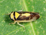 Eutettix pictus