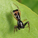 Arrowshaped Micrathena - Micrathena sagittata (male)