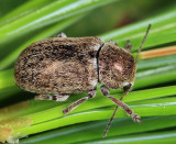 Glyptoscelis pubescens