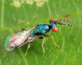 Eulophidae