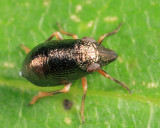 Bruchomorpha oculata