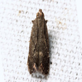  2222  Syncopacma palpilineella
