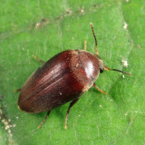 Eucinetus morio