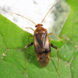 Neolygus omnivagus