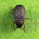 Choragus zimmermanni