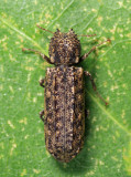 Lichenophanes bicornis