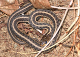 Garter Snake - Thamnophis sirtalis