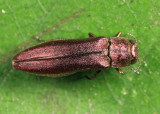 Agrilus sp.