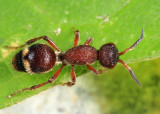 Ephuta sp.