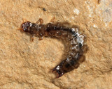 Boros unicolor (larva)
