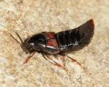 Aleochara curtula