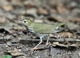 Ovenbird  - Seiurus aurocapilla