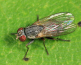 Caricea sp. (erythrocera?)