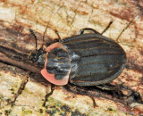 Margined Carrion Beetle - Oiceoptoma noveboracense