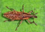 Lixus terminalis