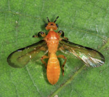 Yelicones nigromarginatus