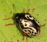 Calligrapha confluens