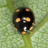 Brachiacantha decempustulata (female)