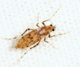 Chaoborus punctipennis