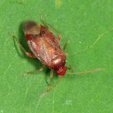 Ceratocapsus sp.