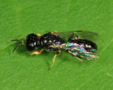 Crossocerus sp.