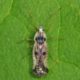 Leptopharsa heidemanni