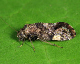 Lichenomima sp.