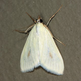4986.1 - Greenish-Yellow Sitochroa - Sitochroa palealis