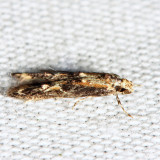 1461.1 - Apple Pith Moth - Blastodacna atra