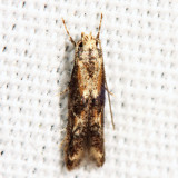1461.1 - Apple Pith Moth - Blastodacna atra