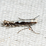  0647  Willow Leafblotch Miner  Micrurapteryx salicifoliella