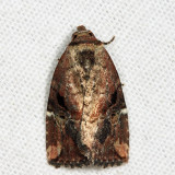 9678 - Variegated Midget - Elaphria versicolor