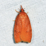 3722 - Chokecherry Leafroller - Cenopis directana