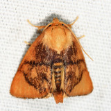 4654 - Abbreviated Button Slug - Tortricidia flexuosa