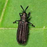 Anisostena sp.