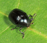 Lexiphanes saponatus