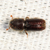 Orthotomicus caelatus