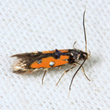 1463 - Linnaeus's Spangle-wing - Chrysoclista linneella