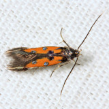 1463 - Linnaeuss Spangle-wing - Chrysoclista linneella