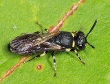 Eastern Modest Masked Bee - Hylaeus modestus modestus